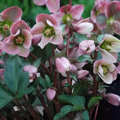 Future Forests Helleborus X Ericsmithii Angel Glow All Perennials 3 Future Forests Helleborus X Ericsmithii Angel Glow All Perennials