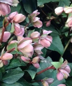 Future Forests Helleborus X Ericsmithii Angel Glow All Perennials 8 Future Forests Helleborus X Ericsmithii Angel Glow All Perennials