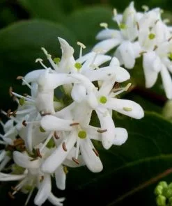 Future Forests Heptacodium Miconioides