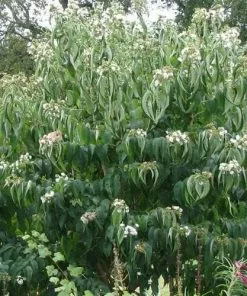 Future Forests Heptacodium Miconioides