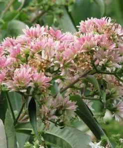 Future Forests Heptacodium Miconioides
