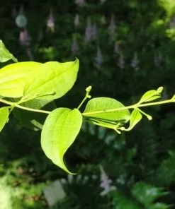 Future Forests Heptacodium Miconioides