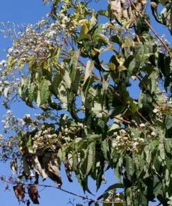 Future Forests Heptacodium Miconioides