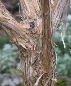 Future Forests Heptacodium Miconioides