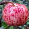 Future Forests Apple Herefordshire Redstreak Fruit