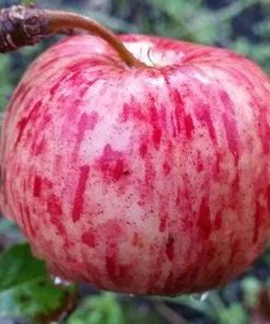 Future Forests Apple Herefordshire Redstreak Fruit