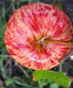 Future Forests Apple Herefordshire Redstreak Fruit