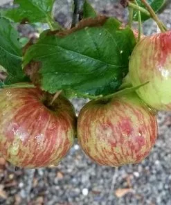 Future Forests Apple Herefordshire Redstreak Fruit