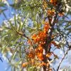 Future Forests Hippophae Rhamnoides Friesdorfer Orange - Sea Buckthorn (self Fertile)
