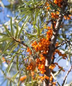 Future Forests Hippophae Rhamnoides Friesdorfer Orange - Sea Buckthorn (self Fertile)