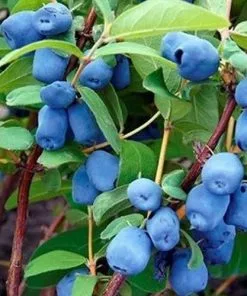 Future Forests Honeyberry - Lonicera Caerulea Sinoglaska