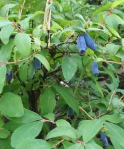 Future Forests Honeyberry - Lonicera Caerulea Sinoglaska