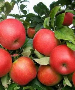 Future Forests Fruit Apple Honeycrisp