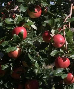 Future Forests Fruit Apple Honeycrisp