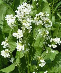 Future Forests Horseradish Herbs