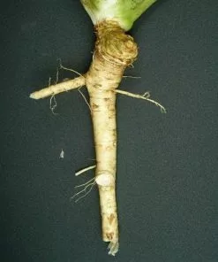 Future Forests Horseradish Herbs