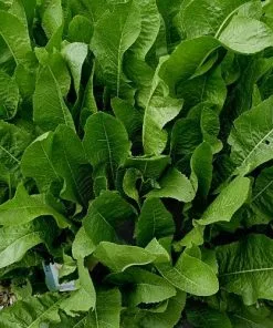 Future Forests Horseradish Herbs