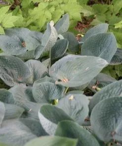 Future Forests Hosta Big Daddy