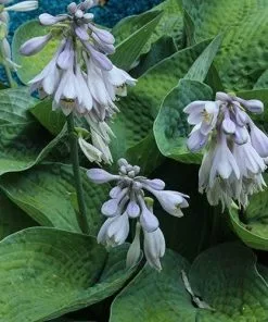 Future Forests Hosta Big Daddy