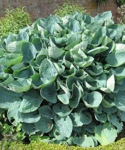 Future Forests Hosta Big Daddy 8 Future Forests Hosta Big Daddy