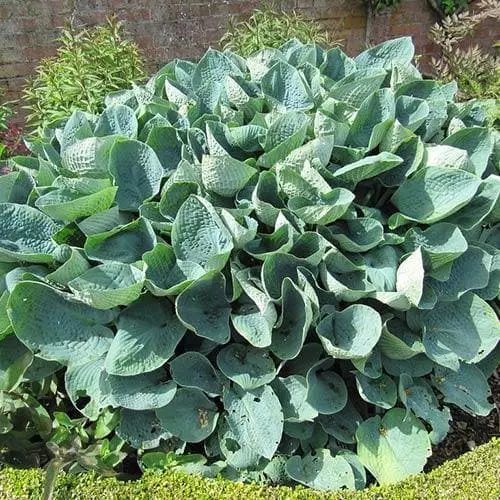 Future Forests Hosta Big Daddy 5 Future Forests Hosta Big Daddy