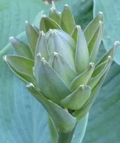 Future Forests Hosta Big Daddy 9 Future Forests Hosta Big Daddy