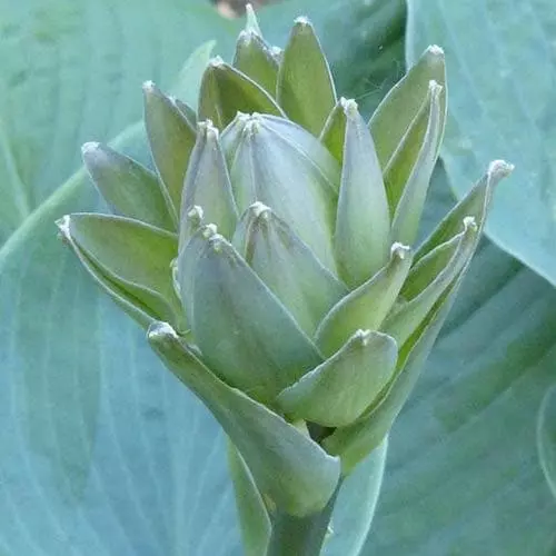 Future Forests Hosta Big Daddy 6 Future Forests Hosta Big Daddy