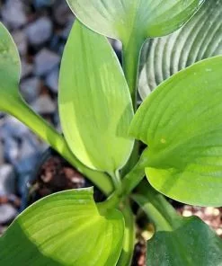 Future Forests Hosta Blue Angel More