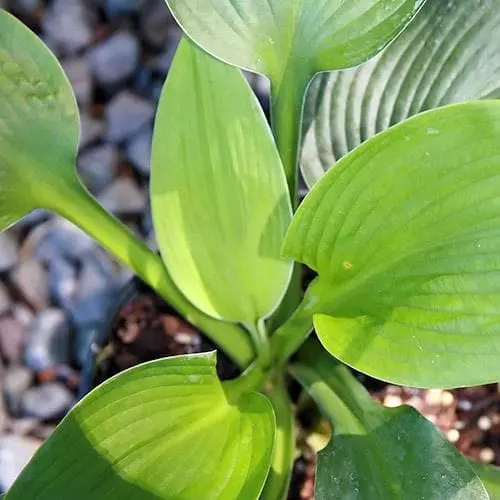 Future Forests Hosta Blue Angel More 4 Future Forests Hosta Blue Angel More
