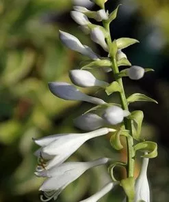 Future Forests Hosta Blue Angel More 10 Future Forests Hosta Blue Angel More