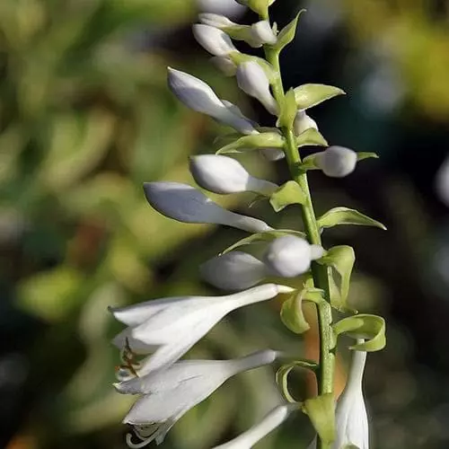 Future Forests Hosta Blue Angel More 5 Future Forests Hosta Blue Angel More
