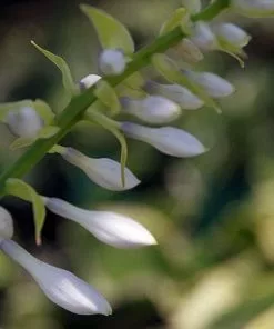 Future Forests Hosta Blue Angel More 11 Future Forests Hosta Blue Angel More