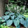 Future Forests Hosta Blue Angel More