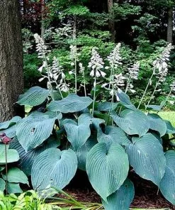 Future Forests Hosta Blue Angel More