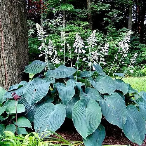 Future Forests Hosta Blue Angel More 3 Future Forests Hosta Blue Angel More