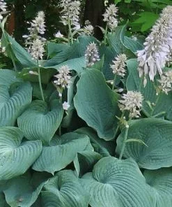 Future Forests Hosta Blue Angel More 12 Future Forests Hosta Blue Angel More