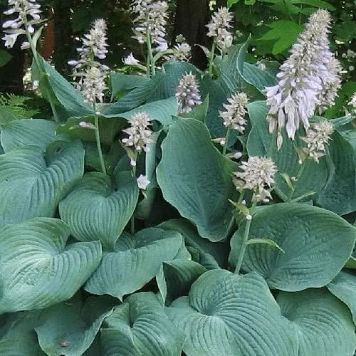 Future Forests Hosta Blue Angel More 7 Future Forests Hosta Blue Angel More
