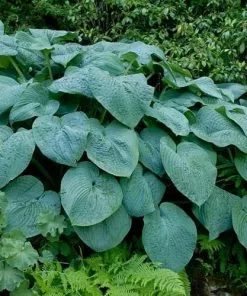 Future Forests Hosta Blue Angel More 13 Future Forests Hosta Blue Angel More