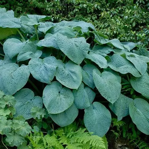 Future Forests Hosta Blue Angel More 8 Future Forests Hosta Blue Angel More