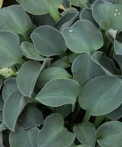 Future Forests Hosta Blue Mouse Ears More