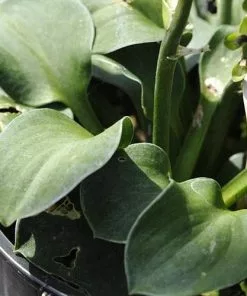 Future Forests Hosta Blue Mouse Ears More 10 Future Forests Hosta Blue Mouse Ears More