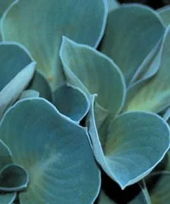 Future Forests Hosta Blue Mouse Ears More 11 Future Forests Hosta Blue Mouse Ears More