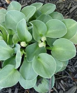 Future Forests Hosta Blue Mouse Ears More 12 Future Forests Hosta Blue Mouse Ears More