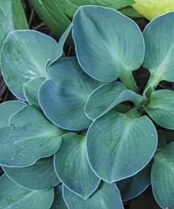 Future Forests Hosta Blue Mouse Ears More