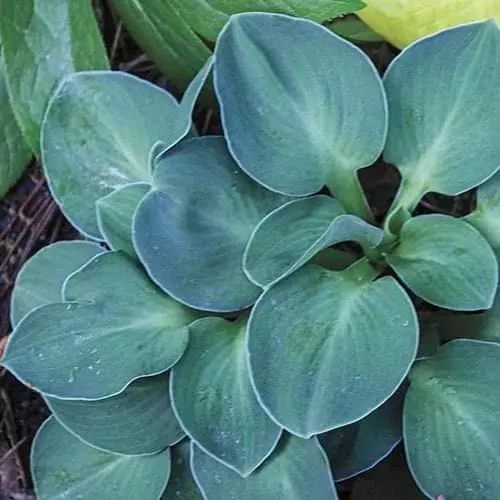 Future Forests Hosta Blue Mouse Ears More 3 Future Forests Hosta Blue Mouse Ears More