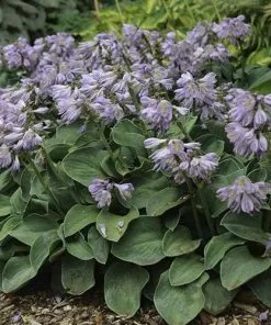 Future Forests Hosta Blue Mouse Ears More 13 Future Forests Hosta Blue Mouse Ears More