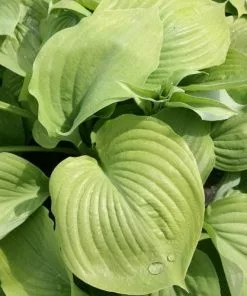 Future Forests All Perennials Hosta Sum And Substance
