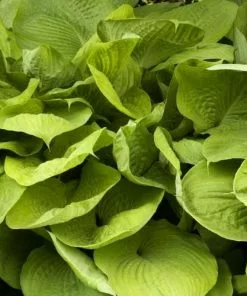 Future Forests All Perennials Hosta Sum And Substance