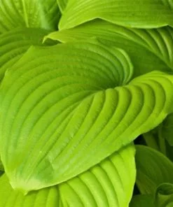 Future Forests All Perennials Hosta Sum And Substance