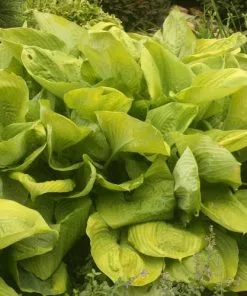 Future Forests All Perennials Hosta Sum And Substance